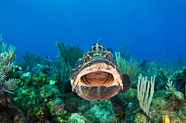 Black grouper (Mycteroperca bonaci) with mouth wide open, Jardines de la Reina National Park, Cuba, Caribbean