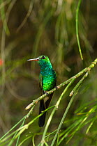 Cuban emerald hummingbird (Chlorostilbon ricordii) Bermeja Forest Reserve, near Giron, Cuba, Caribbean