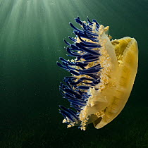 Upside down Jellyfish (Cassiopeia sp)  Jardines de la Reina National Park, Cuba, Caribbean
