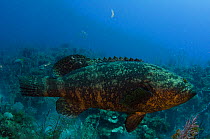Goliath grouper or Jewfish (Epinephelus itajara) Cuba, Caribbean