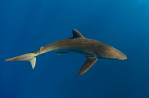 Silky shark (Carcharhinus falciformis)~Jardines de la Reina National Park, Cuba, Caribbean