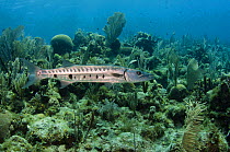 Great barracuda (Sphyraena barracuda) Jardines de la Reina National Park, Cuba, Caribbean