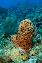 Leathery Barrel Sponge (Geodia neptuni) Jardines de la Reina National Park, Cuba, Caribbean