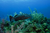 Black Grouper (Mycteroperca bonaci) on coral reef, Jardines de la Reina National Park, Cuba, Caribbean