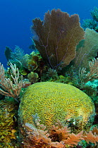 Grooved Brain coral (Diploria labyrinthiformis) Jardines de la Reina National Park, Cuba, Caribbean