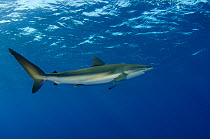 Silky shark (Carcharhinus falciformis) Jardines de la Reina National Park, Cuba, Caribbean