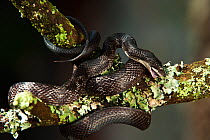 Black Rat snake (Elaphe obsoleta) eating lichen, captive