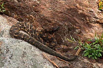 Timber rattlesnake (Crotalus horridus) black morph near hibernation den, Northern Georgia, USA, manipulated
