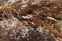 Timber rattlesnakes (Crotalus horridus) black and yellow morphs near hibernation den, Northern Georgia, USA, manipulated