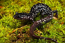 Ocmulgee slimy salamander (Plethodon ocmulgee) North Georgia, USA, captive