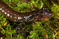 Black bellied salamander (Desmognathus quadramaculatus) North Georgia, USA, captive