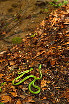 Rough green snake (Opheodrys aestivus) Northern Georgia, USA, captive