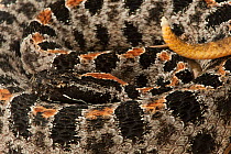 Pigmy rattlesnake (Sistrurus miliarius) close up of coiled snake, captive