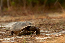 Gopher Tortoise (Gopherus polyphemus) female,  The Orianne Indigo Snake Preserve, Telfair County, Georgia, USA