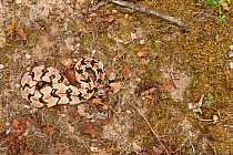 Canebrake or Timber rattlesnake juvenile (Crotalus horridus) USA, captive