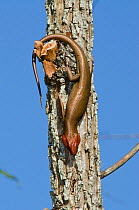 Broad-headed skink (Eumeces laticeps) male on tree trunk, The Orianne Indigo Snake Preserve,  Telfair County, Georgia, USA