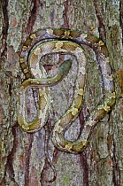 Yellow rat snake (Elaphe obsoleta quadrivittata) on tree trunk, USA, captive