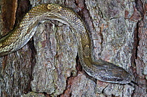 Yellow rat snake (Elaphe obsoleta quadrivittata)  The Orianne Indigo Snake Preserve, Telfair County, Georgia, USA, captive