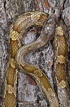 Yellow rat snake (Elaphe obsoleta quadrivittata)  The Orianne Indigo Snake Preserve, Telfair County, Georgia, USA, captive