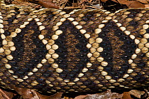 Eastern diamondback rattlesnake (Crotalus adamanteus) close up of skin detail, The Orianne Indigo Snake Preserve, Telfair County, Georgia USA, captive