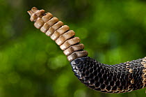 Eastern diamondback rattlesnake (Crotalus adamanteus) close up of rattle, The Orianne Indigo Snake Preserve, Telfair County, Georgia USA, captive