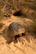 Florida gopher tortoise (Gopherus polyphemus) male at burrow, The Orianne Indigo Snake Preserve Telfair County, Georgia, USA, threatened species in Georgia