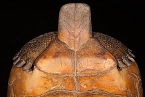 Florida gopher tortoise (Gopherus polyphemus) underneath view of male showing plastral projection - highly developed.  The Orianne Indigo Snake Preserve, Telfair County, Georgia, USA. Threatened spec...