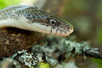 Yellow rat snake (Elaphe obsoleta quadrivittata) The Orianne Indigo Snake Preserve, Telfair County, Georgia, USA, captive