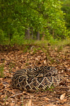 Eastern diamondback rattlesnake (Crotalus adamanteus) Orianne Indigo Snake Preserve,  Telfair County, Georgia, USA, captive