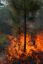 Prescribed burn in longleaf pine forest, The Orianne Indigo Snake Preserve, Telfair County, Georgia, USA