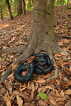 Eastern indigo snake (Drymarchon couperi) The Orianne Indigo Snake Preserve, Telfair County, Georgia, USA, threatened species, captive