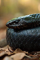 Eastern indigo snake (Drymarchon couperi) The Orianne Indigo Snake Preserve, Telfair County, Georgia, USA, threatened species, captive