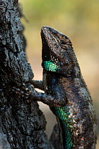 Eastern / Southern fence lizard (Sceloporus undulatus) The Orianne Indigo Snake Preserve, Telfair County, Georgia, USA