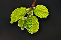 Hazel leaves (Corylus avellana) opening in spring, Dorset, UK, March