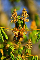 Horse-chestnut (Aesculus hippocastanum) blossom and foliage in spring, Gloucestershire, UK, April