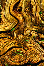 Detail of dead wood from English / Pendunculate oak tree (Quercus robur) New Forest, Hampshire, UK