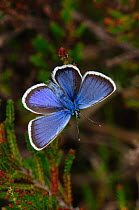 Male Silver-studded blue butterfly (Plebejus argus) at rest, New Forest, Hampshire, UK, July