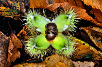 Sweet chestnut (Castanea sativa) fruit opening on forest floor, Dorset, UK, September