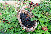 Basket of freshly picked Blackberries from wild Bramble bush (Rubus plicatus) in country hedgerow, UK, September.