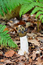 Common Stinkhorn fungus (Phallus impudicus) showing flies attracted to tip, UK, August