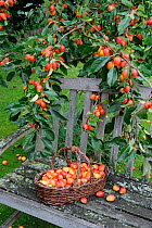 Garden seat with basket of garden Crab apples (Malus sp) 'john downie', best variety for jams and jellies, UK, September