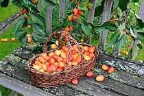 Garden seat with basket of garden Crab apples (Malus sp) 'john downie', best variety for jams and jellies, UK, September