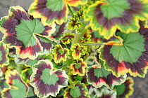 Variegated leaves of pot grown Geranium (Pelargonium sp) UK, July