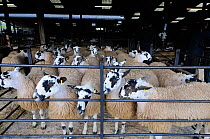 Domestic sheep (Ovis aries) in pens at livestock market awaiting sale at auction, Hawes Mart, Yorkshire, UK, September 2011