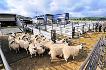 Domestic Sheep (Ovis aries) being unloaded from truck into pen at livestock market awaiting auction, Hawes Mart, Yorkshire Dales, UK, September 2011