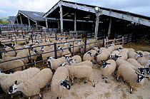 Domestic sheep (Ovis aries) in pens at livestock market awaiting auction, Hawes Mart, Yorkshire, UK, September 2011