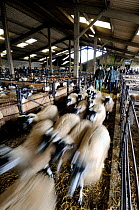 Domestic sheep (Ovis aries) being moved from pen at livestock market after auction, Hawes Mart, Yorkshire, UK, September 2011