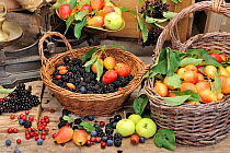 Selection of edible hedgerow fruits in baskets and trugs, Crab apples (Malus sp), Elderberries (Sambucus sp), Sloes (Prunus spinosus), Blackberries (Rubus fruticosus), Rosehips (Rosa sp) and Hawthorn...