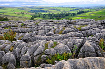 Limestone pavement at the top of Malham Cove with views of distant countryside, Yorshire dales, UK, September 2011