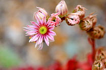 Houseleek (Sempervivum sp) flower spike, UK, July